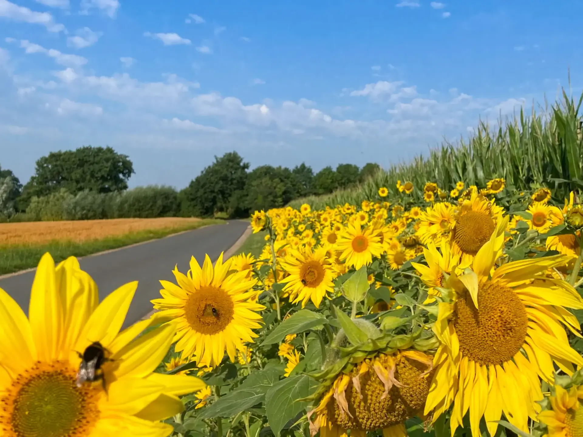 Sonnenblumen am Karper Hof